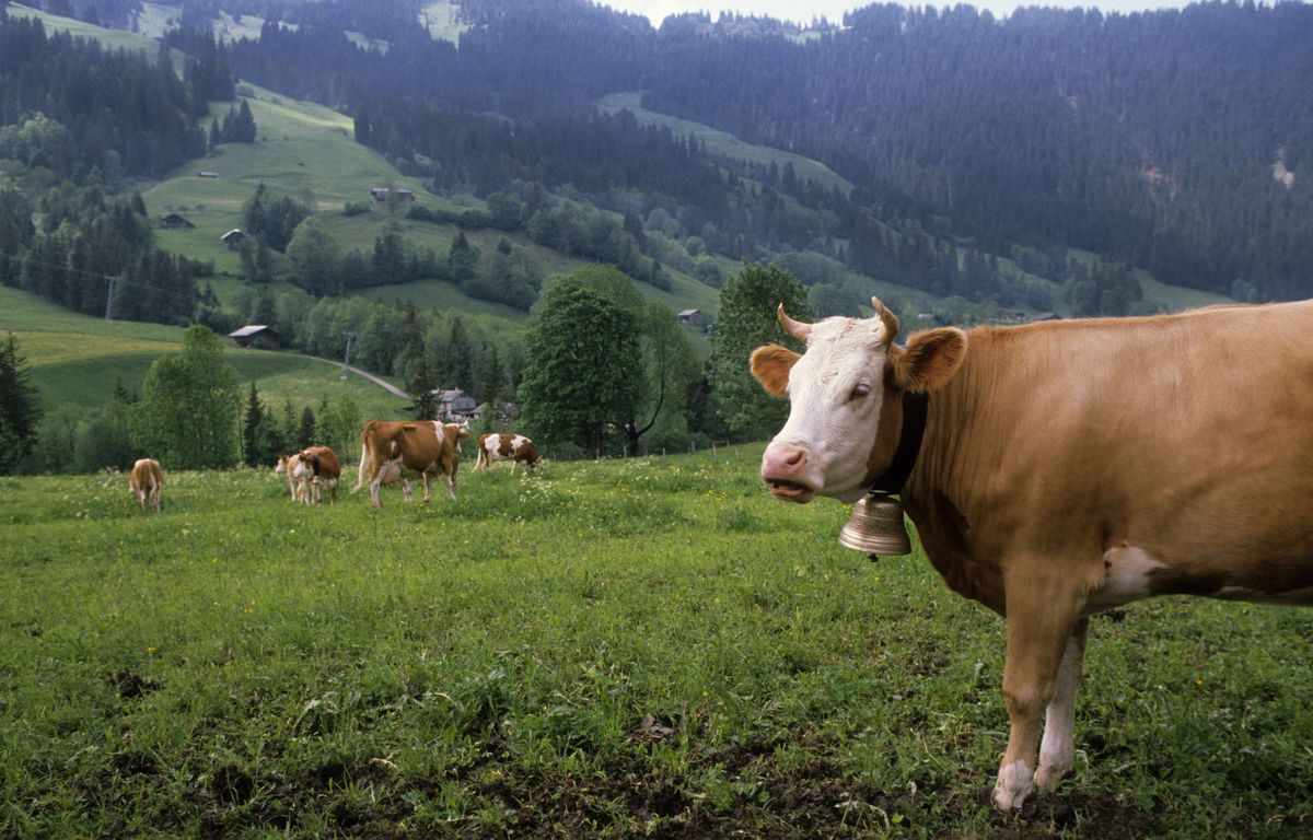 , Suisse : Les vaches sont priées d’arrêter de faire du bruit avec leur grosse cloche